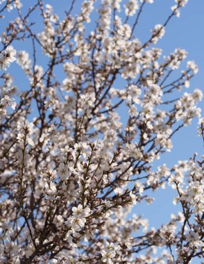 Ön planda keskin beyaz badem çiçekleri ve tomurcukları. Arkasında hafif bulanık bir çiçek ağacı var. Açık mavi bir gökyüzüne karşı kurulmuş. Parlak bahar bahçesi havası ve doğal fotokopi alanı.
