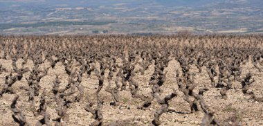 Kayalık üzüm bağları boyunca uzanan eğri büğrü, uykudaki üzüm bağlarının geniş bir manzarası ve arka planda yumuşak uzak tepeler var. Kırsal ekolojik arazi ve tarım konsepti.