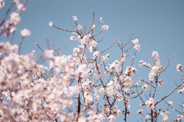 Beyaz badem çiçekleri açık mavi bir gökyüzü karşısında ince dallar üzerinde çiçek açar, ön planda yumuşak bulanık çiçekler derinlik yaratır. Taze bahar çiçeği arkaplanı ve havadar kopya alanı.