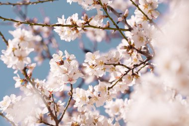 Yumuşak ön plan bulanıklığı ve açık mavi gökyüzü ile çerçevelenmiş dallar üzerinde parlak beyaz badem çiçekleri sıcak güneş ışığında parlar. Taze bahar çiçeği arkaplanı ve yumuşak derinliği..