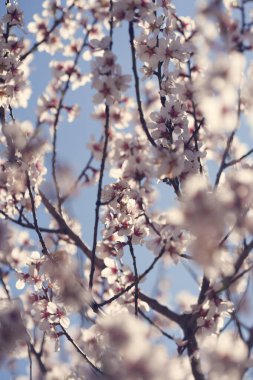 Beyaz badem çiçekleri, açık mavi gökyüzüne karşı ince dalların çerçevesini doldurur. Yumuşak bir ön plan bulanıklığı ve hafif bir ışık rüya gibi bir bahar çiçeği arkaplanı yaratır..