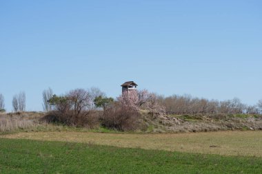 Küçük bir ahşap gözetleme kulesi alçak bir tepede duruyor çalıların arasında ve yeşil bir tarlanın üzerinde filizlenen ağaçların arasında. Büyük mavi gökyüzü ve kopyalama alanı olan en küçük kırsal alan.