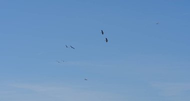 Mavi gökyüzünde süzülen küçük bir kuş sürüsü. Geniş negatif alanı olan minimum vahşi yaşam sahnesi, özgürlük, göç, sakinlik ve doğa gibi kavramlar için idealdir..