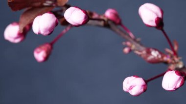 Pembe tomurcukların makro zaman çizelgesi açık mavi arka planda bir ağaç dalında narin bahar çiçeklerine açılır..