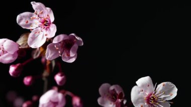 Pembe çiçeklerin makro zaman çizelgesi siyah bir arkaplanda açılır, hassas taç yaprakları, erkeklik organları ve zarif bahar çiçekleri ile.