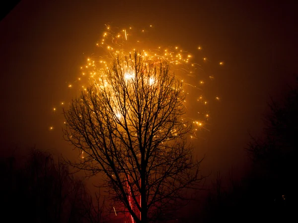 Baum und Feuerwerk in der Nacht — Stockfoto