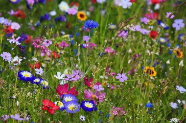 Colorful flower meadow in the primary color green with different wild flowers. clipart