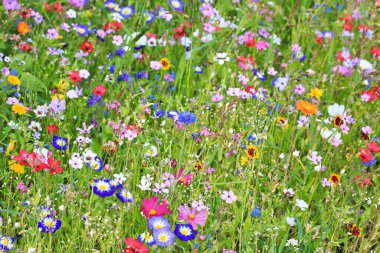 Birincil renkte renkli çiçek çayırı farklı yabani çiçeklerle yeşildir..