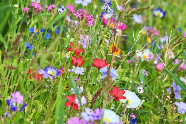 Birincil renkte renkli çiçek çayırı farklı yabani çiçeklerle yeşildir..