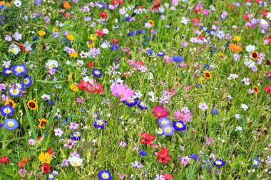 Birincil renkte renkli çiçek çayırı farklı yabani çiçeklerle yeşildir..