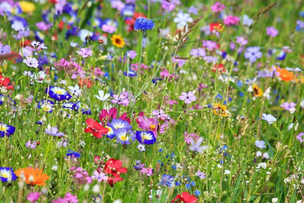 Kleurrijke Bloemenweide Primaire Kleur Groen Met Verschillende Wilde Bloemen — Stockfoto