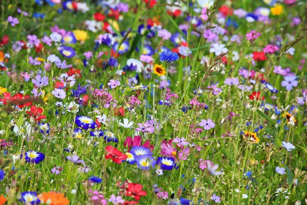 Bunte Blumenwiese Der Grundfarbe Grün Mit Verschiedenen Wildblumen — Stockfoto