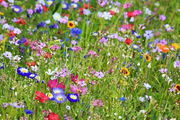 Prairie Fleurs Colorées Dans Couleur Primaire Verte Avec Différentes Fleurs — Photo