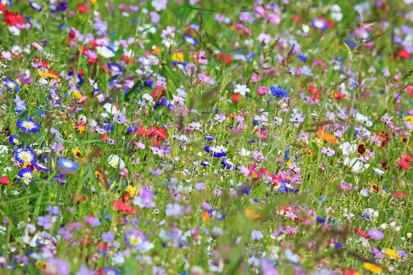 Prairie Fleurs Colorées Dans Couleur Primaire Verte Avec Différentes Fleurs — Photo