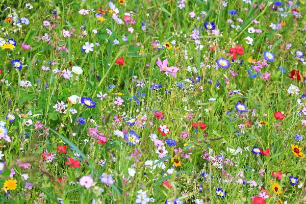 異なる野生の花と一次色の緑のカラフルな花の牧草地 — ストック写真