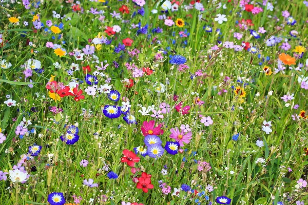 Kleurrijke Bloemenweide Primaire Kleur Groen Met Verschillende Wilde Bloemen — Stockfoto