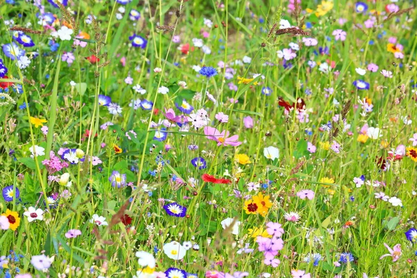異なる野生の花と一次色の緑のカラフルな花の牧草地 — ストック写真
