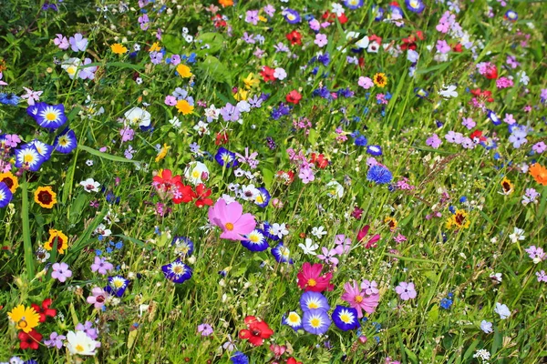 Färgglada Blomma Äng Primär Färg Grön Med Olika Vilda Blommor — Stockfoto