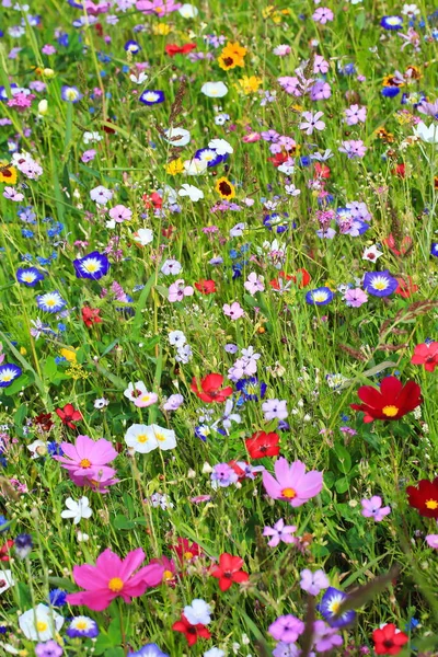 異なる野生の花と一次色の緑のカラフルな花の牧草地 — ストック写真