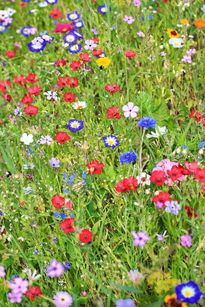 Kleurrijke Bloemenweide Primaire Kleur Groen Met Verschillende Wilde Bloemen — Stockfoto