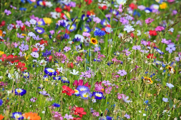 Bunte Blumenwiese Der Grundfarbe Grün Mit Verschiedenen Wildblumen lizenzfreie Stockbilder