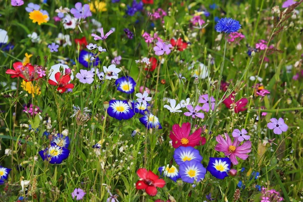 異なる野生の花と一次色の緑のカラフルな花の牧草地 ロイヤリティフリーのストック写真