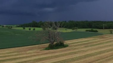 Yukarıdan gelen ölü ağaç