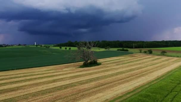 Árbol Muerto Desde Arriba — Vídeo de stock