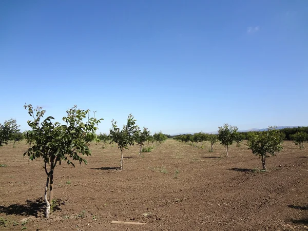 Rijen van kleine bomen op boerderij — Stockfoto