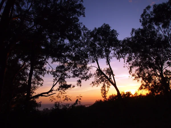 Ηλιοβασίλεμα από προηγούμενους σιλουέτα τροπικά δέντρα — Φωτογραφία Αρχείου