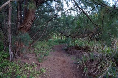 Ironwood orman yolundaki