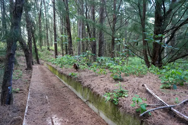 Betonpfad im Wald — Stockfoto