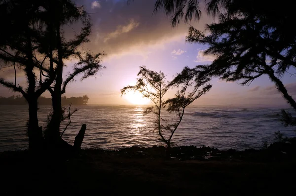 Puesta de sol a través de los árboles sobre el océano —  Fotos de Stock