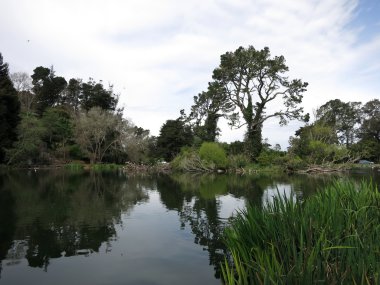 Mesafe uzun ağaçlar gölet