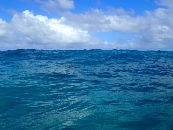 Malá želva havajské pop hlavu z vody mělkém oceánu — Stock fotografie