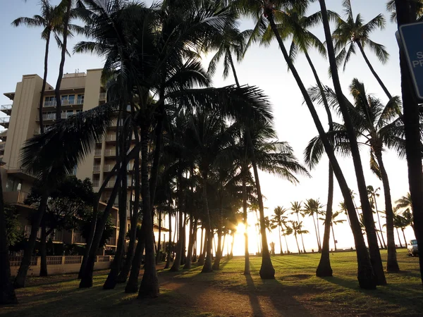 Sunset as it lowers towards the ocean shining through row of Coc — Stock Photo, Image