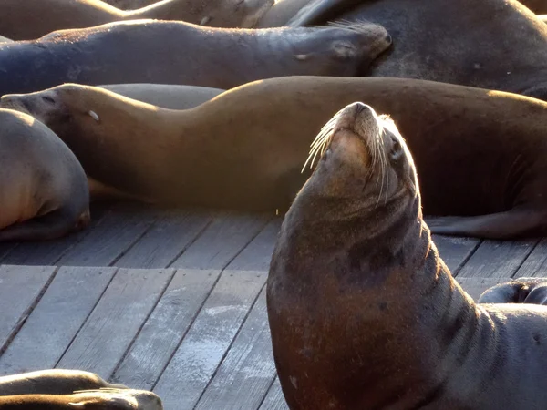 Large group of Sea Lions rest on rows of Piers — Stock Photo, Image