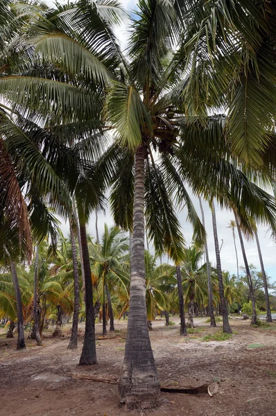 Kapuaiwa Coconut Groove — Stockfoto