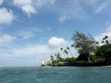 Leahi Beach Park Seawall duvarındaki sığ okyanus suları. Güzel bir günde Oahu, Hawaii 'deki sahil boyunca Hindistan cevizi ve diğer ağaçlarla birlikte..  