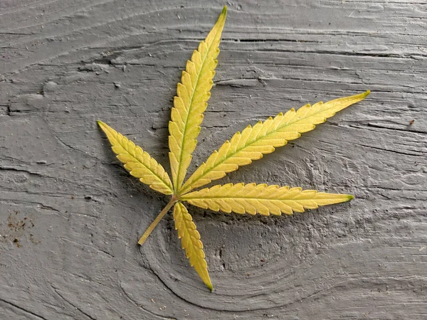 Gul Grön Marijuana Cannabisblad Träbordet — Stockfoto