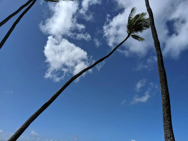 Hindistan Cevizi Ağacı Mavi Gök Elmas Başlı Bulutlu Honolulu Hawaii — Stok fotoğraf