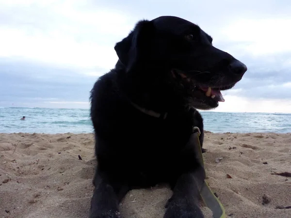 Hawaii Oahu Sahilinde Dili Sarkık Siyah Köpeği — Stok fotoğraf