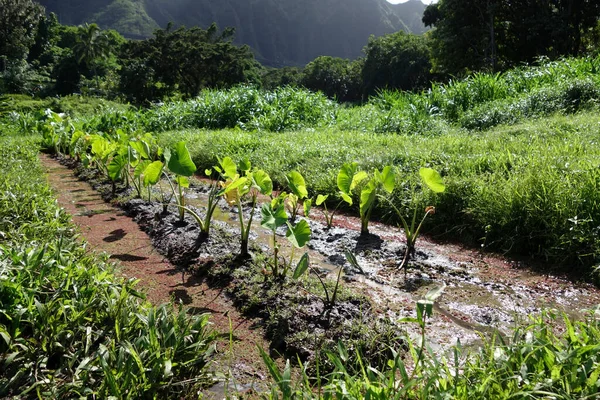 Wet Kalo Taro Fields Sur Windward Oahu Avec Des Arbres — Photo