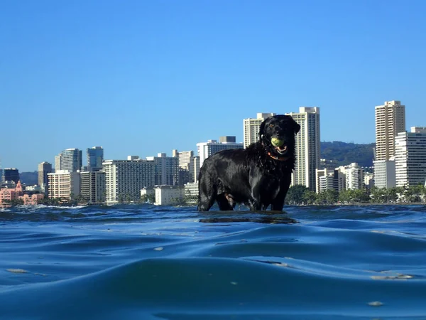 Black Retriever Dog Com Bola Tênis Boca Fica Água Frente — Fotografia de Stock