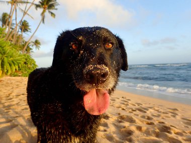 Oahu, Hawaii 'deki Pasifik Okyanusu manzaralı Diamond Head Plajı' nda dili sarkık Sandy Wet Black av köpeği..