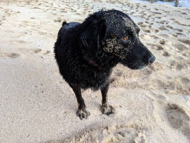 Sandy Black av köpeği Oahu, Hawaii 'deki Makalei plajında duruyor..