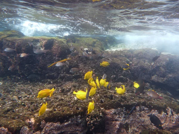 Yellow Tang Other Fish Swim Waters Surface Next Rocks Island — Stock Photo, Image