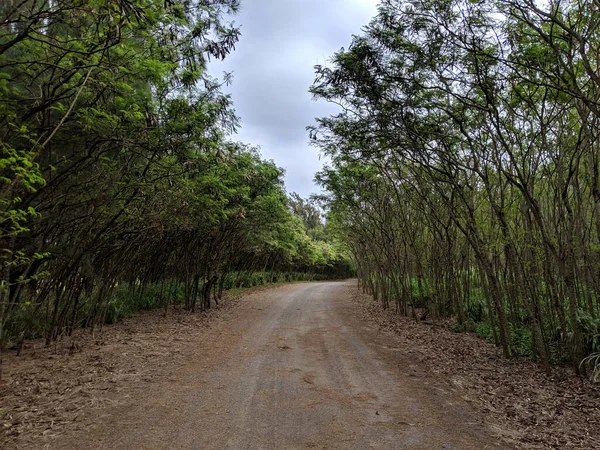 Dirt Road Traverse Une Ligne Forêt Arbres Courbant Loin Sur — Photo