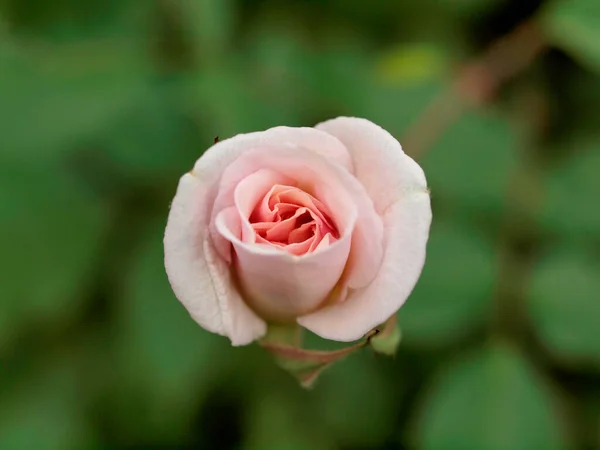 Light Pink Rose Begint Bloeien Garden Californië — Stockfoto