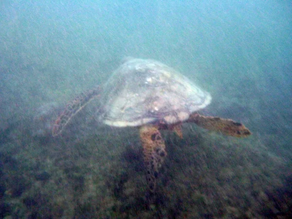 Hawaiiaanse Zeeschildpad Zwemt Weg Boven Koraalrotsen Het Water Van Waikiki — Stockfoto